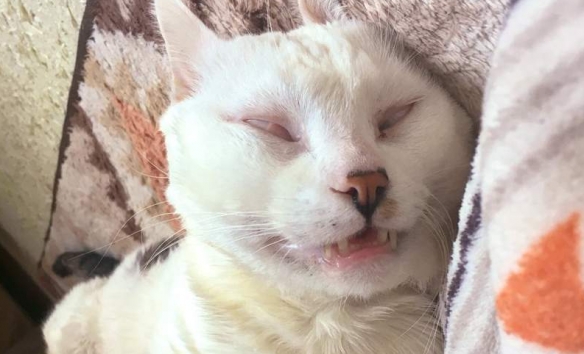 將迷惑沙雕進行到底 網友分享貓貓千奇百怪的睡姿 將迷惑沙雕進行到底 網友分享貓貓千奇百怪的睡姿