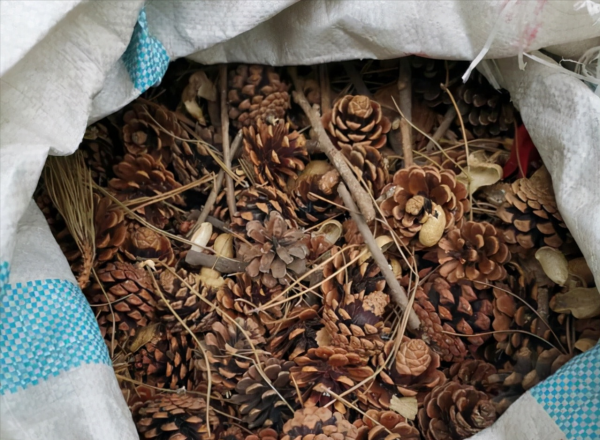 這&OpenCurlyDoubleQuote;三廢渣&rdquo;是養花寶，墊在盆底，提高肥力，根系還不易&OpenCurlyDoubleQuote;凍傷&rdquo;