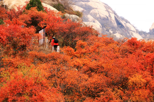鳳凰嶺彩葉進入最佳觀賞期