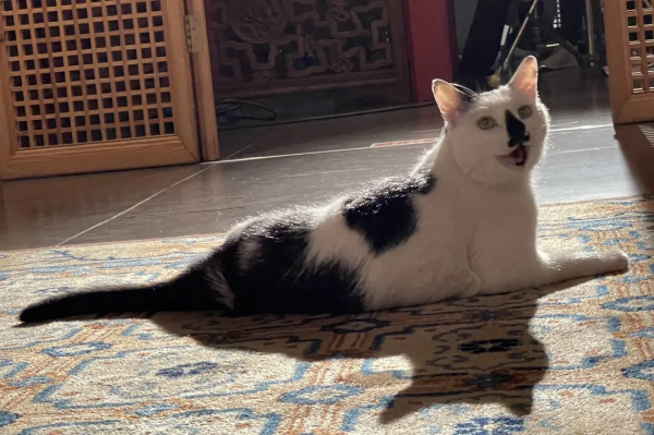 大貓星王情聖的工作日常