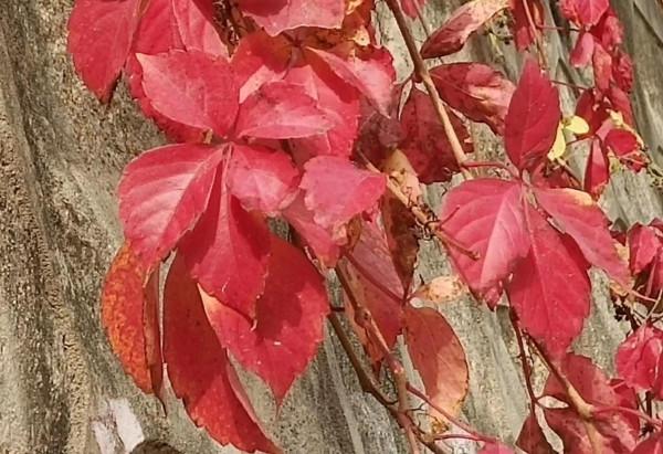 詩人馬躍秋末自由詩《秋天的傾訴》/圖為手機隨拍