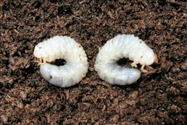 我是土蠶，你知道我最喜歡什麼嗎？我最怕這些東西，請你保護好我