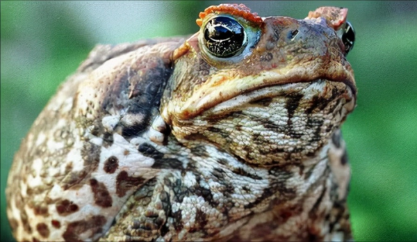 狗舔蟾蜍貓吃薄荷,動物們奇怪的“上癮”行為,究竟是怎麼回事? 狗舔蟾蜍貓吃薄荷,動物們奇怪的“上癮”行為,究竟是怎麼回事?