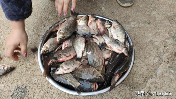 氣溫低用啥餌料都沒口？試試這種餌料，比蚯蚓和紅蟲還要好用