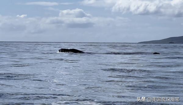 乘風破浪觀賞巨鯨 海底探險博覽魚群