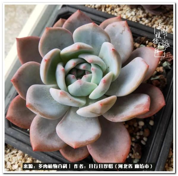 多肉的前世今生——論那些多肉的變化