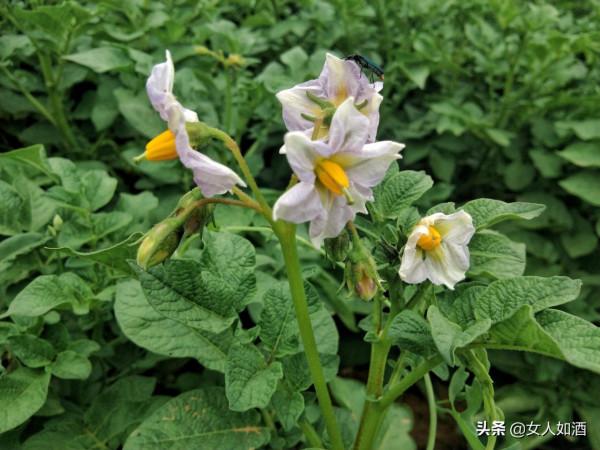 專屬於中年人的記憶—收音機