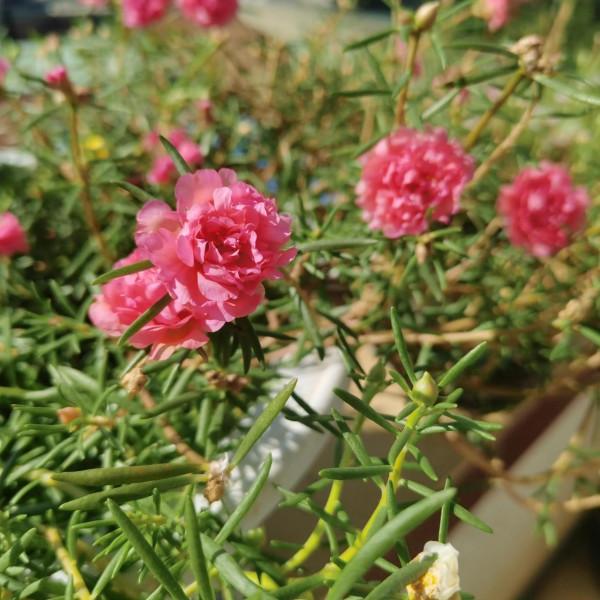 我的太陽花 我的太陽花