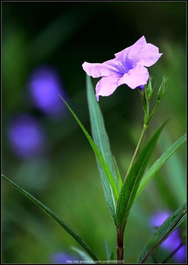 《百花集》（二百三十五）