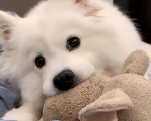 喜歡大狗狗的女孩子,這8種“中大型犬”可別錯過啦 喜歡大狗狗的女孩子,這8種“中大型犬”可別錯過啦