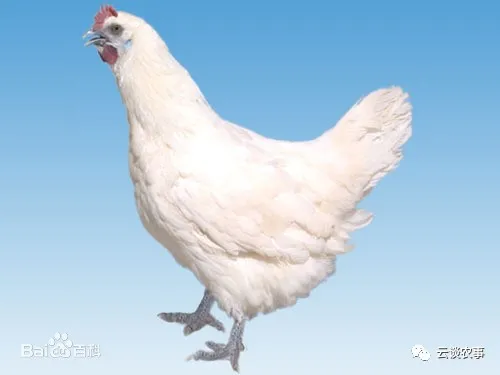 雞的品種與分類&mdash;&mdash;居然有這麼多品種？