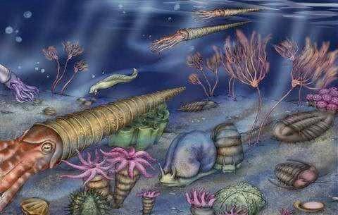 章魚來自太空？新研究稱章魚或於5億年前來到地球，基因或被改變