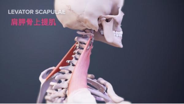 WildFieldHealth|怎樣鍛鍊頸部肌肉？