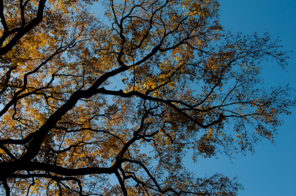 楓葉紅、銀杏黃……這個季節的瑞安，美得藏不住了
