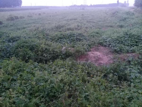 抗戰故事:野狼恩仇記 抗戰故事:野狼恩仇記