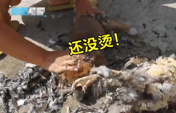 四川一狗子圍觀主人殺鴨,突然被主人嚇尿,網友:差點把自己送走 四川一狗子圍觀主人殺鴨,突然被主人嚇尿,網友:差點把自己送走