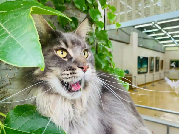 夏天是什麼顏色? 夏天是什麼顏色?