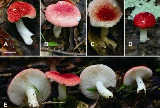 @人類朋友，早已長相廝守，但你瞭解我們嗎？