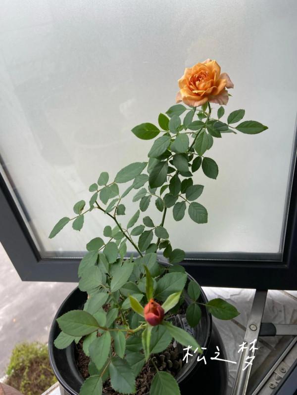 秋天的收穫：月季