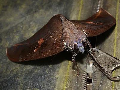 澳洲的骷髏戰士