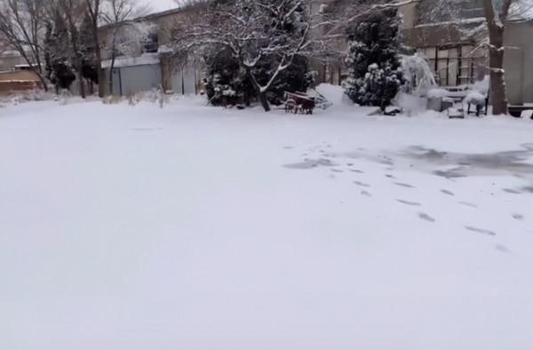 邊牧被拴雪地3年，過著挨餓受凍的生活，卻永遠等不回出國的主人