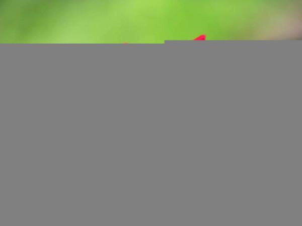 國學成語故事(8)晏子使楚不辱使命之南橘北枳 國學成語故事(8)晏子使楚不辱使命之南橘北枳