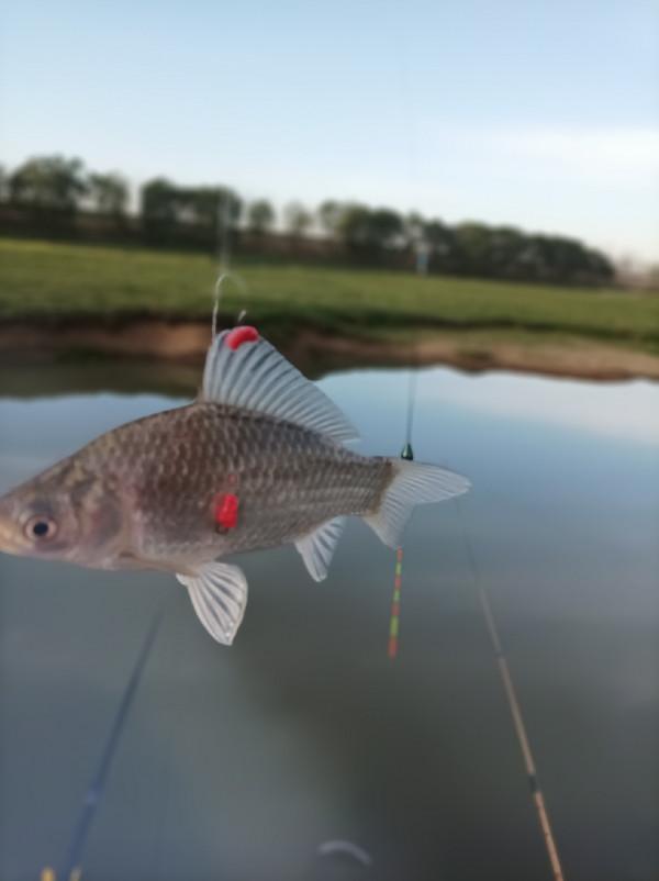 5米寬的河溝頻率逐漸加快，魚口竟然如此暴躁