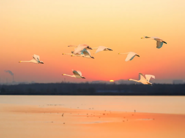 冬日精靈出沒山東！又是一年候鳥季，畫面美翻了！