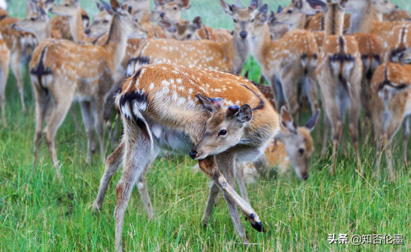 養殖20頭“梅花鹿”，大概一年掙多少錢？養殖戶：算一算就有底了