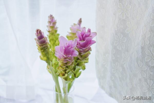 那些被名字耽誤了的極品花卉 那些被名字耽誤了的極品花卉