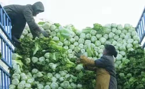 李琴：酸白菜，那牽動著的情思