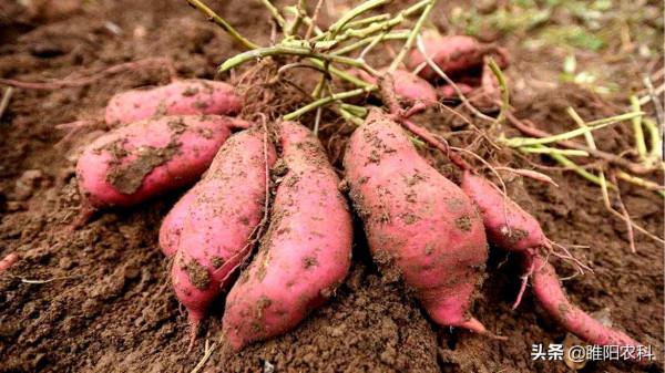 在這個時期噴施紅薯膨大素，薯塊膨大速度最快，增產最顯著