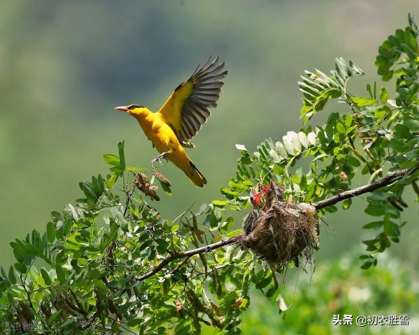 李商隱無題雪詩兩首賞讀,誰在枯條撼雪,誰又云漿未飲? 李商隱無題雪詩兩首賞讀,誰在枯條撼雪,誰又云漿未飲?