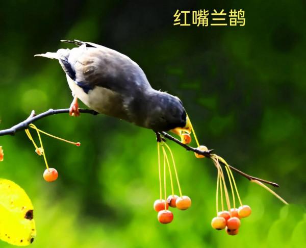 我的小鳥真可愛