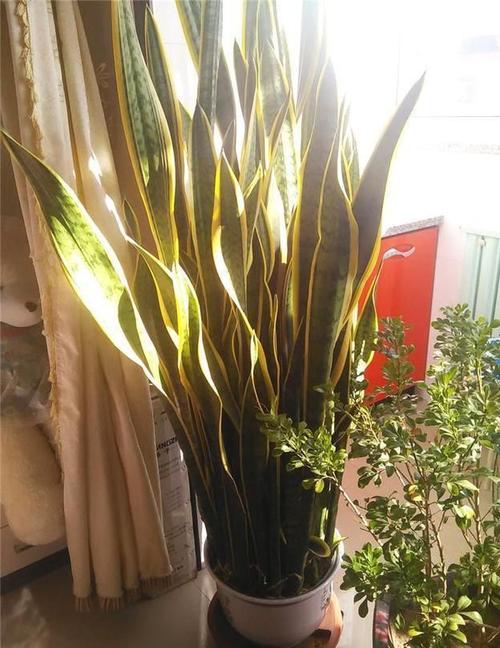 虎皮蘭有“5怕”，難怪從不出新芽，越養越難看