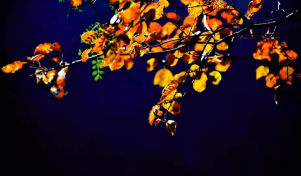 &OpenCurlyDoubleQuote;美日一景&CenterDot;井陘美&rdquo; &vert; 秋染霜林醉！