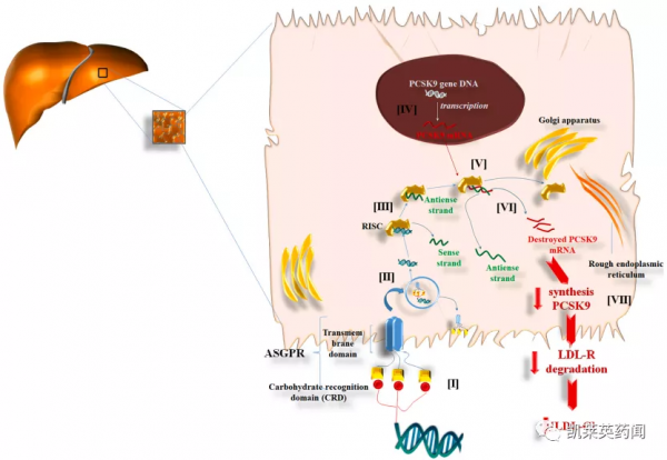 諾華、Alnylam將合作開發肝臟功能重建靶向療法