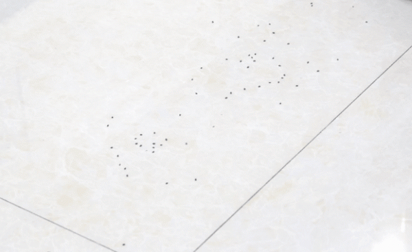 美的W11掃拖一體機效能如何，能媲美科沃斯X1 OMNI嗎？