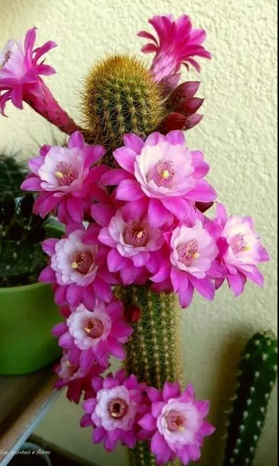 看看這些漂亮的花