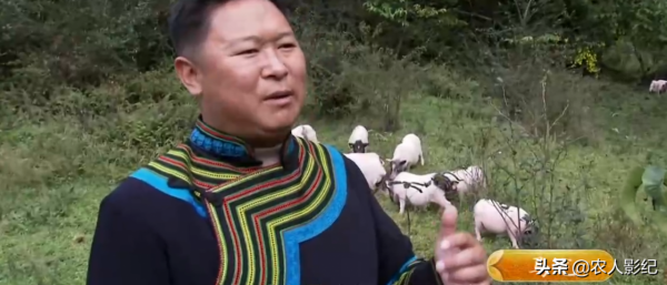 彝族小夥養香豬，巧借力趕著香豬奔富路，帶動200多戶一起致富