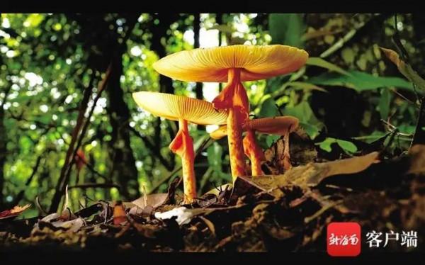 不必詩和遠方,海南這片雨林秘境,點進來即可探險→ 不必詩和遠方,海南這片雨林秘境,點進來即可探險→