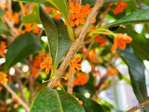 真香!老糧倉成小花園,除了桂花,還有它們…… 真香!老糧倉成小花園,除了桂花,還有它們……