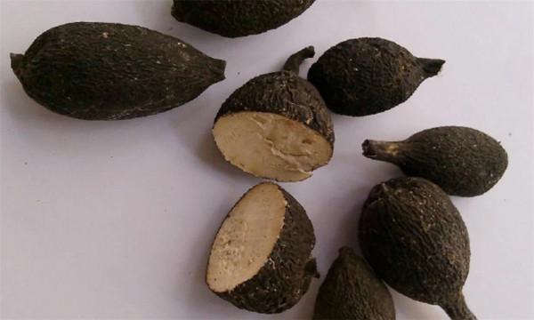 長在白蟻窩裡的菌類,價格比黃金還貴,為什麼挖到的人不願意賣? 長在白蟻窩裡的菌類,價格比黃金還貴,為什麼挖到的人不願意賣?