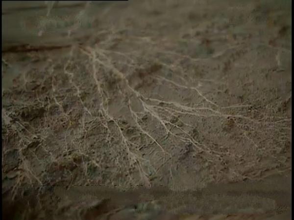 2008年，廣西出土傳說中的七星巨棺，棺內還有&quot;龍鬚&quot;纏繞