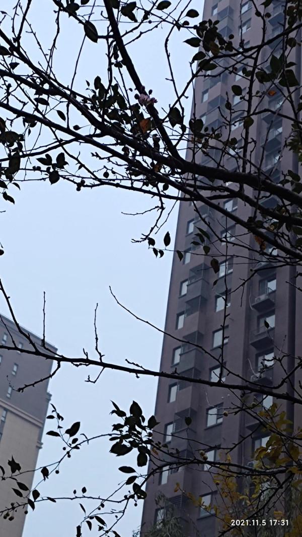 冬天的海棠樹會開花嗎? 冬天的海棠樹會開花嗎?