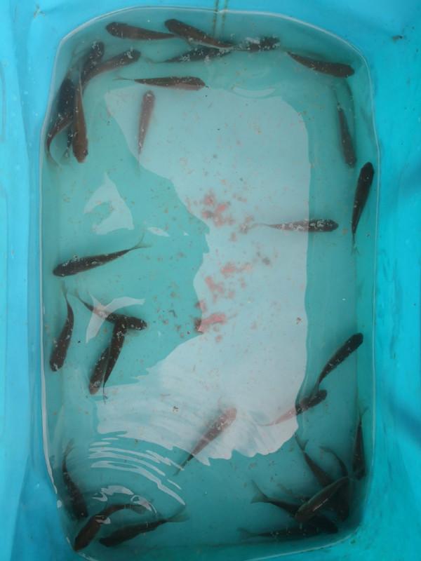 春節釣魚有鯽也有鯉，大吉大利&hellip;&hellip;