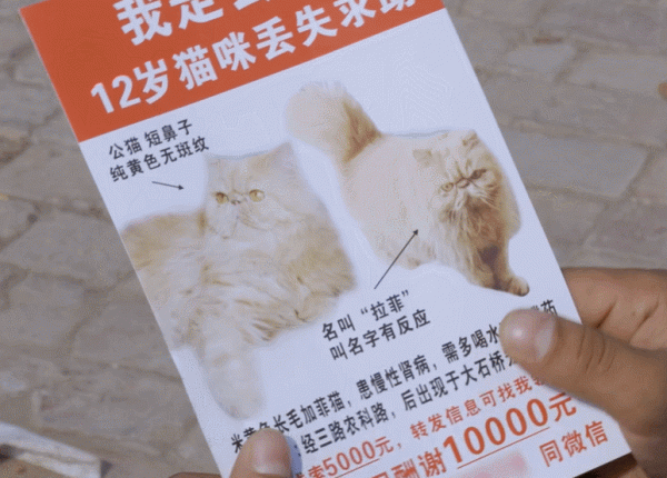 大二女生休學半年千里尋貓:無論如何,也要找到你 大二女生休學半年千里尋貓:無論如何,也要找到你