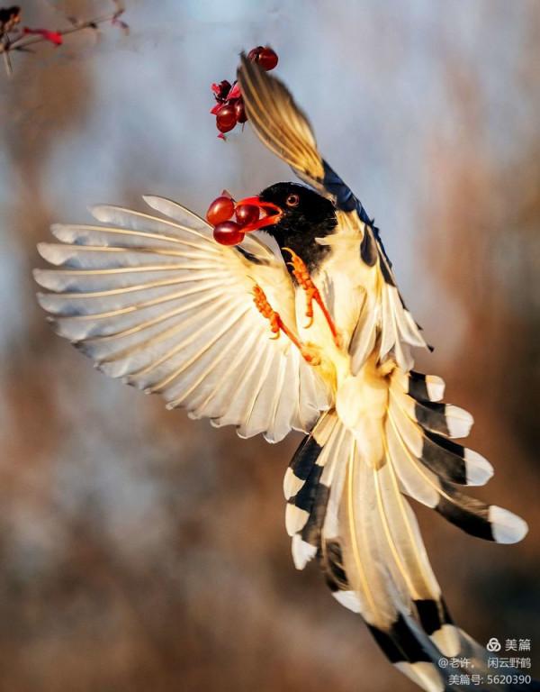 不為雞犬是戰狼，但看紅嘴藍鴉鵲