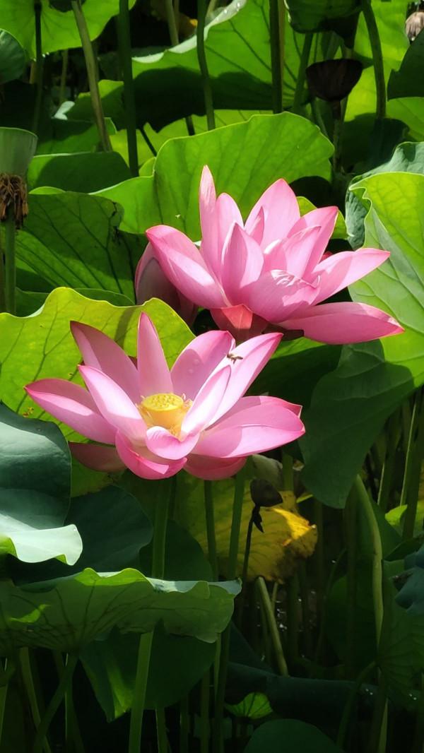 7種“養人花”，能當中草藥，年紀越大越愛養