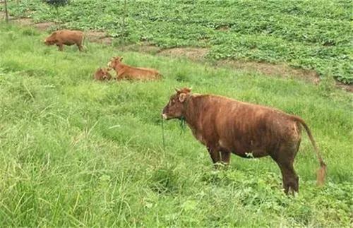 是農村專案不賺錢？還是我們自己不會賺錢？看完就明白了